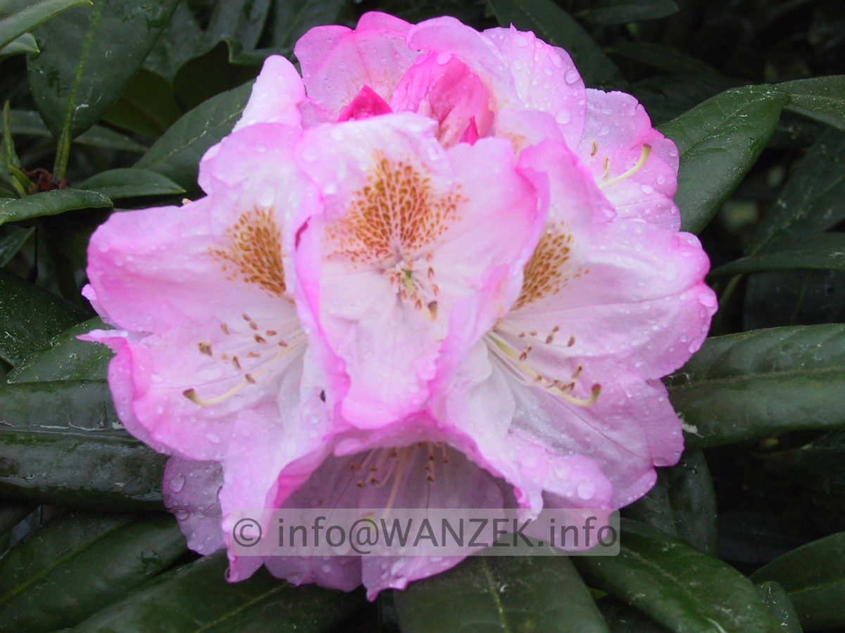 Rhododendron insigne Brigitte 04 Bluetenmacro.JPG